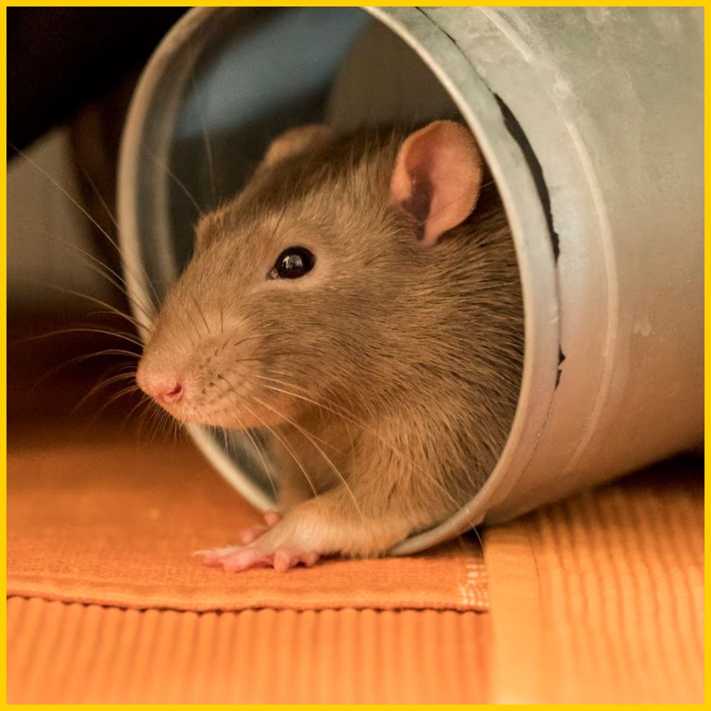 Heinää kaneille ja jyrsijöille