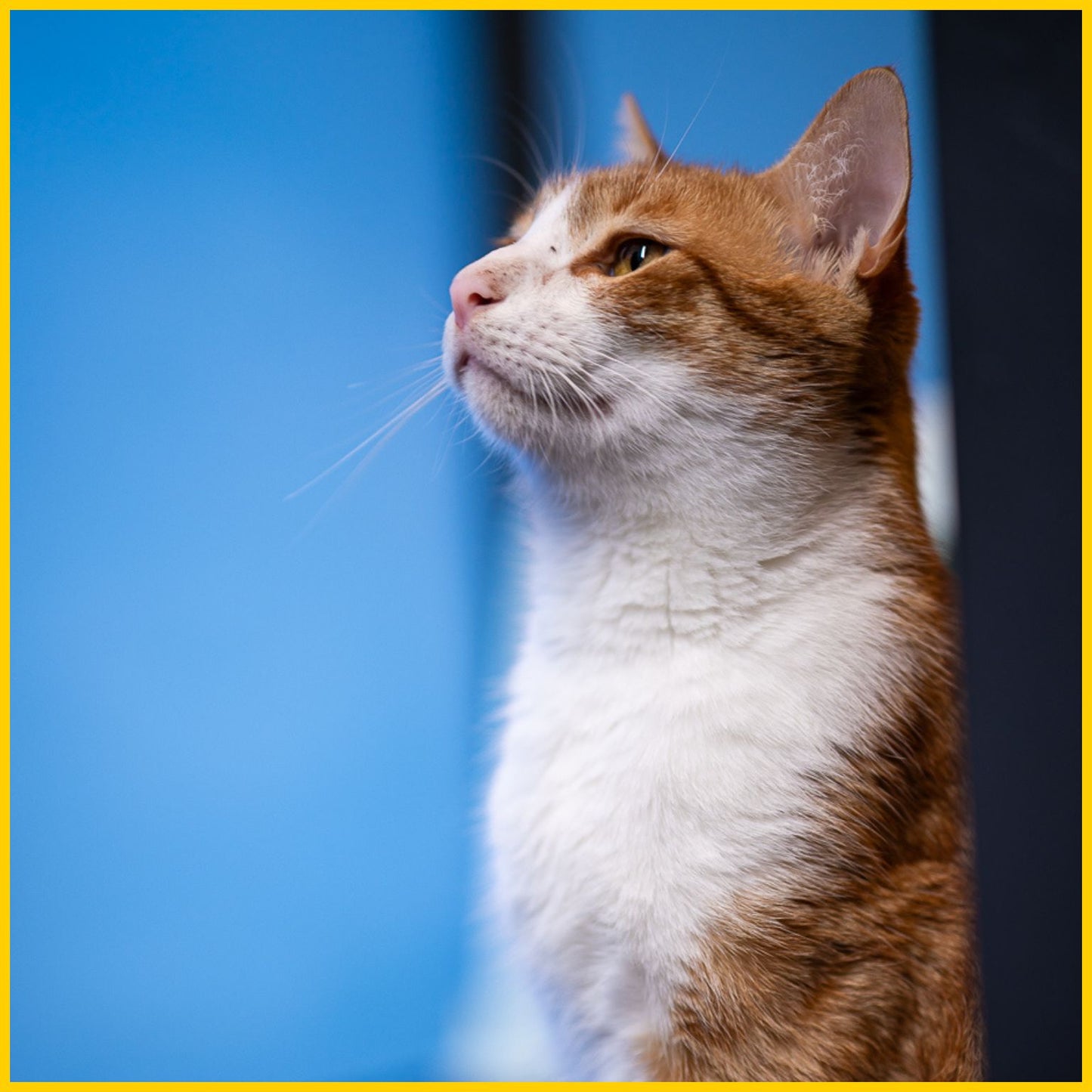 Päivän ateriat kissalle