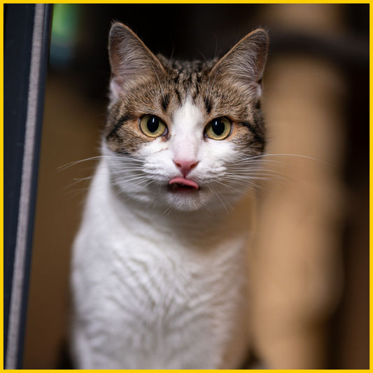 Kissanpennun terveyspaketti